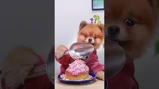 coco's cake is not wasted.do you think she did the right thing?#dogchef #cute #lifehacks #chefcoco
