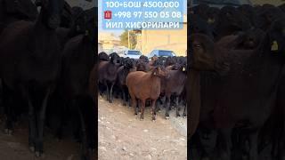 ЙИЛНИНГ ЭНГ САРА ХИСОРИ КУЙЛАРИ 03.12.2024