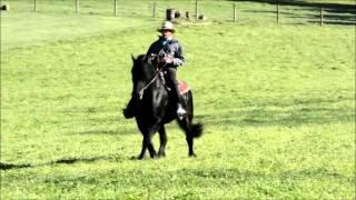 Daniel Stoltzfus horse at Southern End Equine 4 13 2016