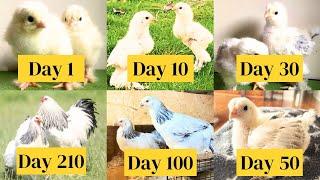 Gallinas Brahma Chicken Growth Time Lapse from Chick Growth Day by Day to Brahma Murgi and Rooster