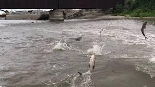 2018 Bowfishing Asian Carp Peoria Carp Hunters