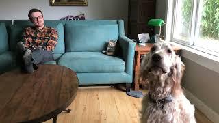 English Setter Interrupts Conversation