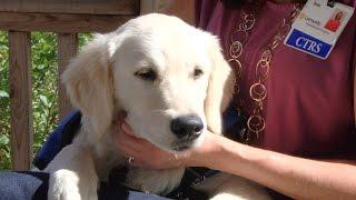 Meet Ogle, Therapy Dog in Training - Community Rehab Hospital