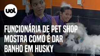 Funcionária de pet shop mostra como é dar banho em husky e vídeo viraliza