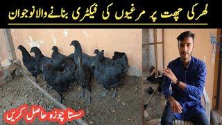 Black Chicken Business in Pakistan || Black Ayam Cemani Chicken Farming in Pakistan || Asim Faiz