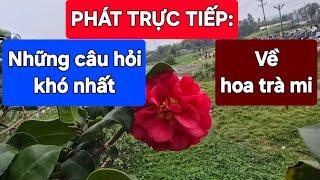 PHÁT TRỰC TIẾP: Những câu hỏi khó nhất về hoa trà mi