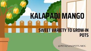 Kalapadi Mango - Sweet variety to Grow in Pots