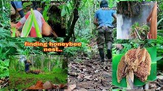 Finding honeybee nest/wild hunt