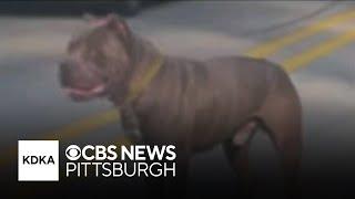 Leaders in Pennsylvania borough warn of dog on the loose reportedly killing pets