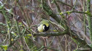 Great Tit (Parus major) perched on the twig and eat seed holding it in claws