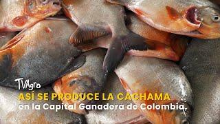 Así se Produce la Cachama en la Capital Ganadera de Colombia - TvAgro por Juan Gonzalo Angel