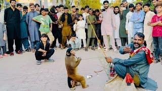 Bandar Tamasha | fun duniya | monkey lovers