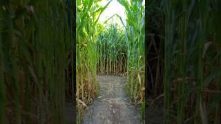 Corn Maze, Okanagan Falls, BC #halloween #maze #family