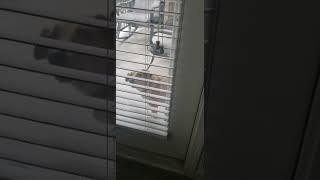 When my dog demands I let her inside.