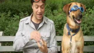 Snout Soother by Natural Dog Company on Animal Planet