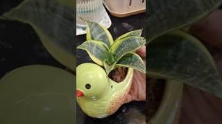 Indoor plants decoration ideas| #shorts #tamilshorts #yt #plantingideas #tips