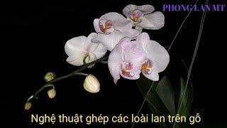 NGHỆ THUẬT GHÉP CÁC LOÀI LAN TRÊN GỖ Tập 9