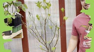 Why Your Citrus Trees Are Losing Leaves And How To Fix It