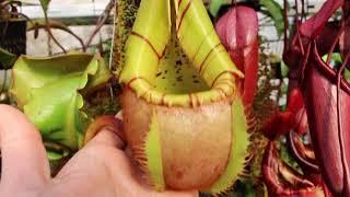 Nepenthes veitchii-Bario at Redleaf Exotics! CHECK US OUT AT REDLEAFEXOTICS.COM