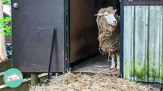 Girls Saves A Pregnant Sheep, Now She Dances From Joy | Cuddle Buddies