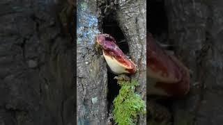 Beefsteak Fungus (Fistulina hepatica) #Shorts