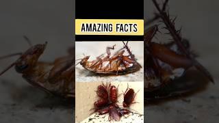 Urgent Alert: The Disturbing Truths You Need to Know About Cockroaches! #animatedfacts