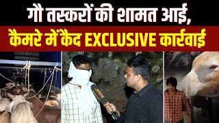 Operation Nandi Prahar Live: गौ तस्करों की शामत आई, कैमरे में कैद Exclusive कार्रवाई