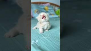 reizendes Baby-Kätzchen#hellomochi #katze #shortscontest
