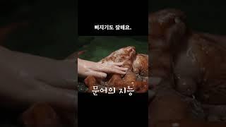 문어가 똑똑한지 알 수 있는 재밌는 사실 5가지#shorts