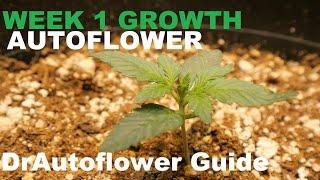 WEEK 1 AUTOFLOWER CANNABIS GROWTH - DRAUTOFLOWERS BEGINNER GUIDE