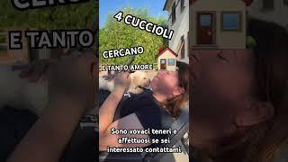 Cuccioli cercano casa