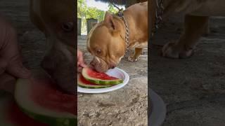 My dogs first time trying watermelon   #watermelon #dog #shorts #trendingshorts #bulliesofig