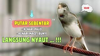 Suara PANCINGAN Kenari PAUD Belajar BUNYI Ngeriwik Cuit Cuit || MASTERAN Kenari PAUD || Part 259