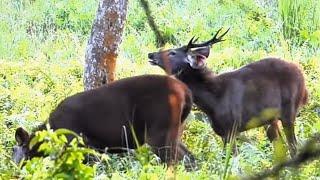 sambar deer in jungle | jungle animals | animals life in forest
