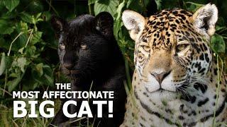 The most AFFECTIONATE BIG CAT! - The Big Cat Sanctuary