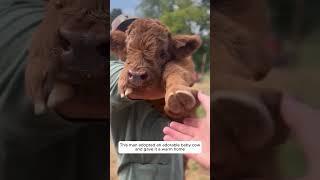 This man adopted an adorable baby cow, and gave it a warm home #animalshorts #animalrescue