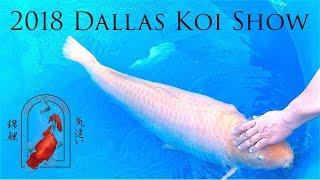 GIANT nearly 4 FOOT KOI at the Dallas Koi Kichi Show 2018!