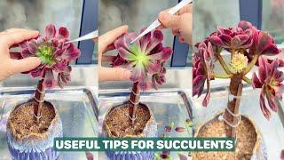 Discover the 5-Minute Trick to Keep Your Succulents Alive