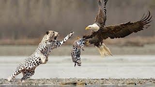 Eagle vs Leopard _ Mother Leopard Protect Her Baby From Eagle Hunting