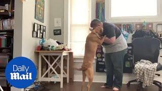 Beautiful moment service dog helps stop owner's panic attack