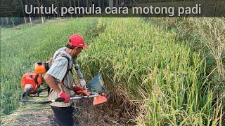 Panen padi Sunggal menggunakan mesin potong rumput / padi