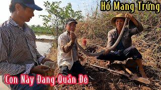 Hên Là Bắt Được Con Hổ Mang Đang Ôm Trứng Không Thôi Là 1 Bầy Rắn Độc Tại Khu Này | Mười Thương SB