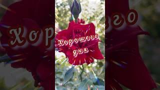 Доброе утро. Марина Бриз, Надо