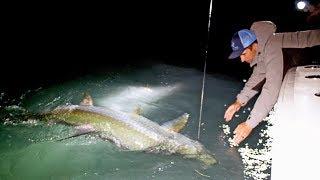 Monster Tarpon in Miami - 4K