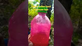 Obat etrel getah karet sekali poles hasil 100% meningkat#shortsvideo