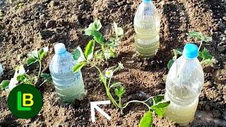 How To Make Drip Irrigation With Plastic Bottles. Plants Love It!