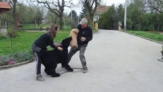 BLACK RUSSIAN TERIER LUIS- BODYGUARD TRAINING