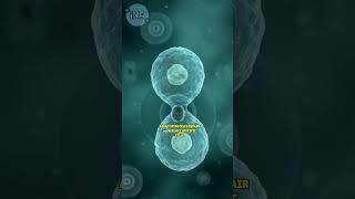 The Power of Stem Cells: Explained!