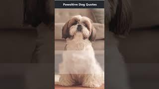 Pawsitive Dog  Quotes | Paw Prints  #shorts