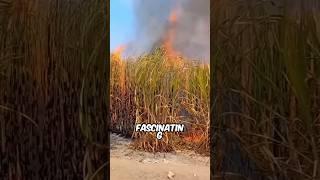  This Fire Turns Into Sugar!  #farming #shorts #short